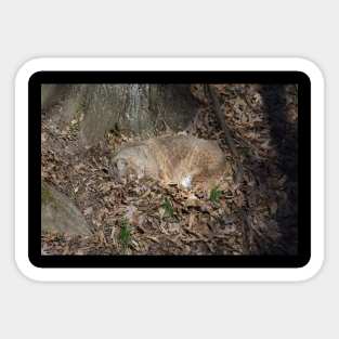 Sleeping Bobcat Sticker